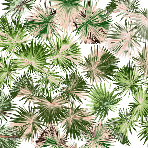 conjunto folha verde de palmeira isolada sobre fundo branco
 - Foto, Imagem