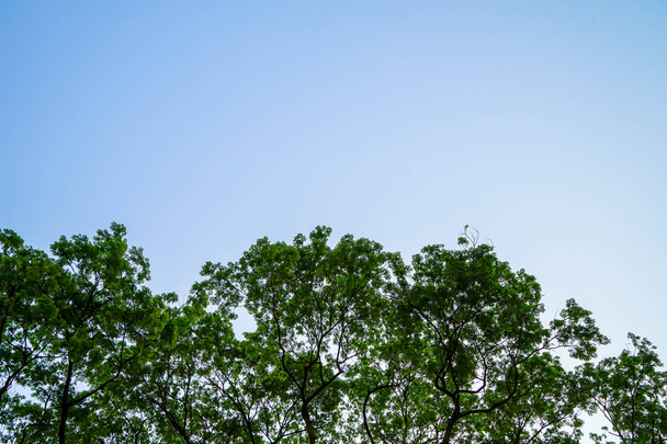 schöne natürliche abstrakte Muster von riesigen Regenbaumzweigen mit frischem Überfluss grüne Blätter und klaren blauen Himmel Hintergrund im Morgenlicht - Foto, Bild
