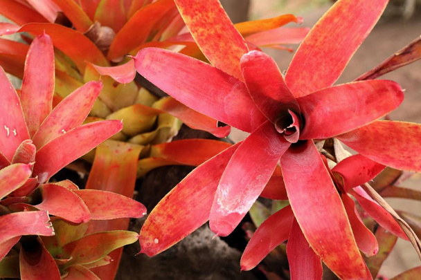 Tropikal bromeliad çiçek - Fotoğraf, Görsel