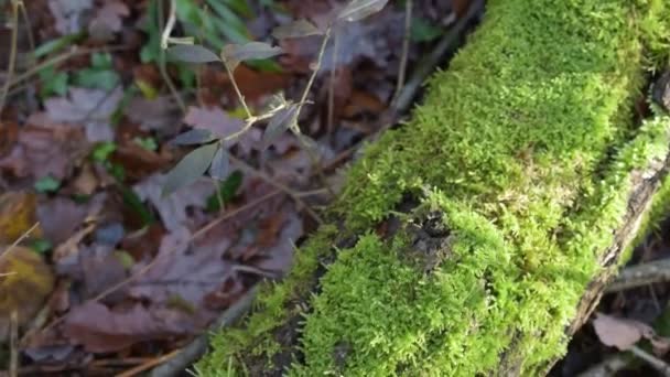 Пышный зеленый мох на опавшем стволе дерева в лесу
 - Кадры, видео