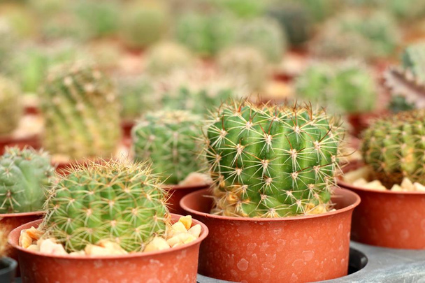 Krásný kaktus v tropických - Fotografie, Obrázek