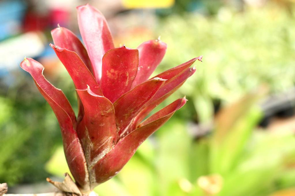 güzel bromeliad tropikal - Fotoğraf, Görsel