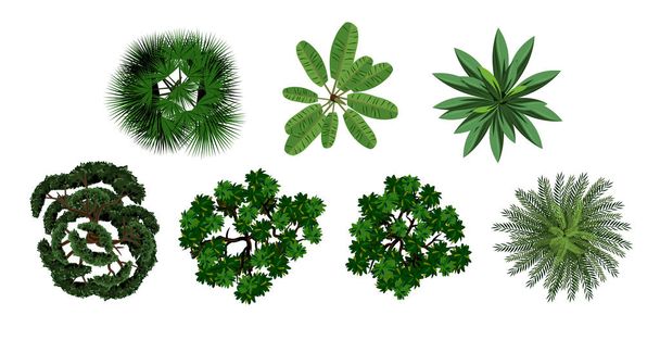 set of crown of various trees with lush foliage - Vector, Image