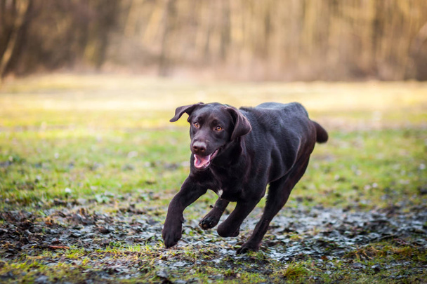 チョコレート ラブラドル ・ レトリーバー犬の肖像画 - 写真・画像