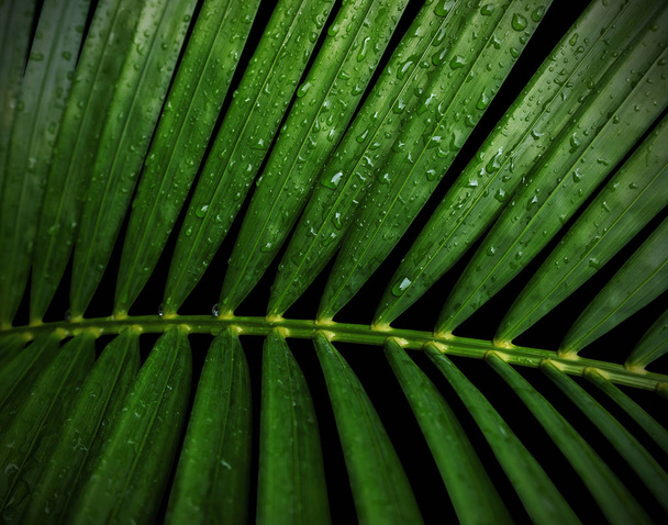 Зелене тропічне листя жовта долоня з краплями води ізольовані на чорному тлі з відсічним контуром
 - Фото, зображення