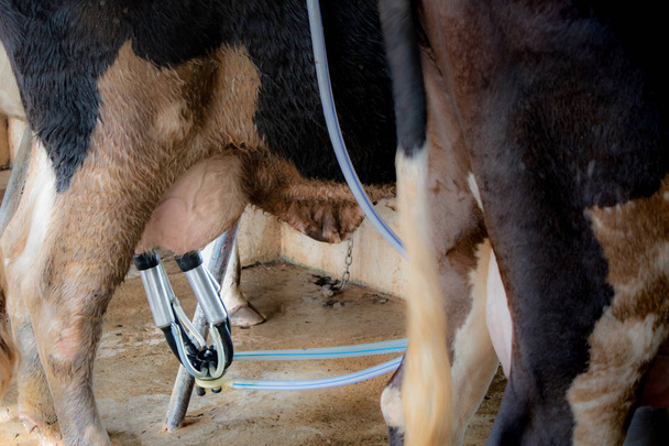 O processo de pecuária leiteira, ordenhando uma vaca o leite fresco, conceito de pecuária
 - Foto, Imagem