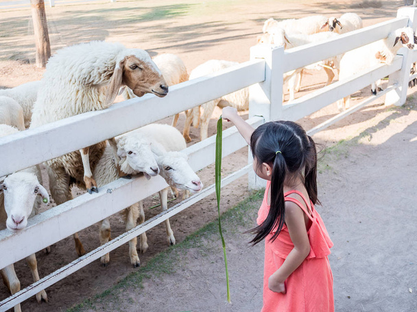 Asian girl Feeding a Sheep - Фото, зображення