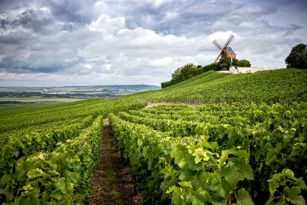シャンパン。ブドウ畑と風車近く Vernezay フランス シャンパーニュ地方 - 写真・画像