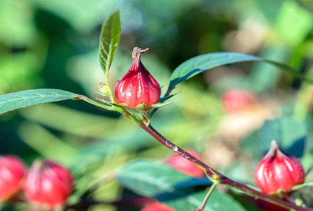 Hibiscus sabdariffa of roselle vruchten op de plant. Dit is een geneeskrachtig kruid, hittebestendig, anti-inflammatoire en anti-schimmel behandeling voor mensen - Foto, afbeelding