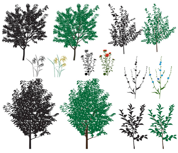 Několik druhů stromů a květin v barevné obrázky a siluety - Vektor, obrázek