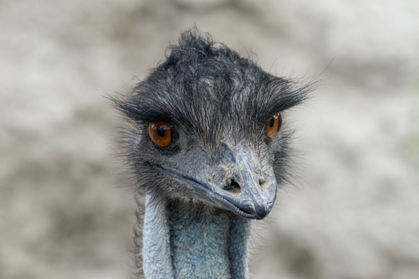 piękne z bliska portret emu  - Zdjęcie, obraz