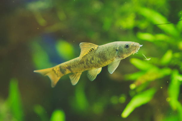 Freshwater catfish in home aquarium. Corydoras paleatus. - Photo, Image