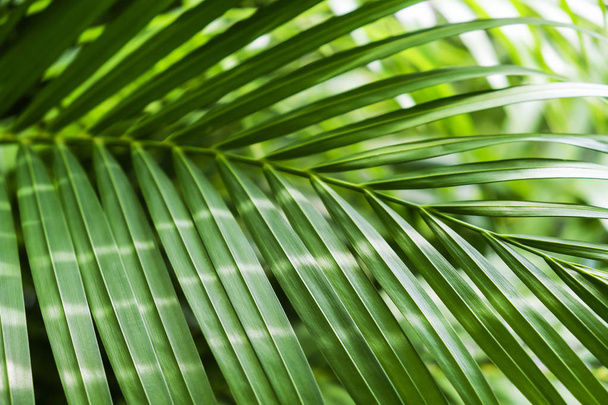 Green tropical palm leaf with sunlight background - Foto, imagen