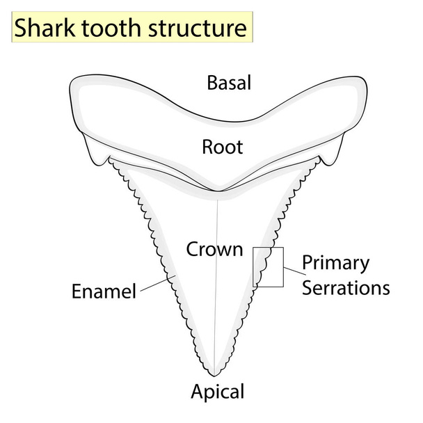 Archeologie, ichtyologie. Structuur tand haai geïsoleerd op een witte achtergrond. Dental, geneeskunde en vis. anatomische ontwerp - Vector, afbeelding