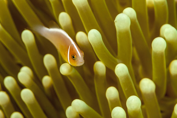 Amphiprion perideraion ,pink skunk clownfish, pink anemonefish,  - Photo, Image