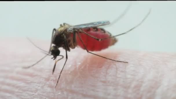 血を吸って後胃に血が付いた蚊 (ネッタイシマカ) のマクロ。蚊はマラリア、日本脳炎、デング熱、ジカのウイルスのキャリア - 映像、動画