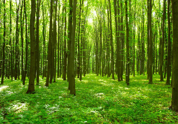 Trees in a green forest in spring - Foto, Imagem