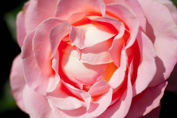 Красочная свежая роза частично в поле зрения крупного плана - Фото, изображение