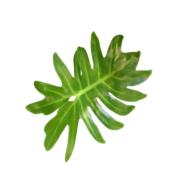 Τροπική ζούγκλα Palm Leaf Philodendron, Μονστέρα ονομάζεται φυτικών ελβετικό τυρί που απομονώνονται σε λευκό φόντο - Φωτογραφία, εικόνα