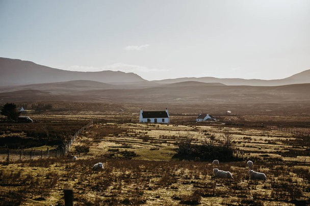 Owce na pastwisku w polu na wyspie Isle of Skye, Szkocja, o zmierzchu. - Zdjęcie, obraz