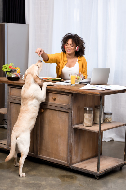 feliz jovem mulher trabalhando em casa na cozinha e alimentação cão
 - Foto, Imagem