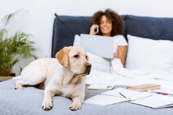 hermoso perro labrador acostado en la cama, mientras que la mujer que trabaja con el ordenador portátil y hablando por teléfono en casa
 - Foto, Imagen