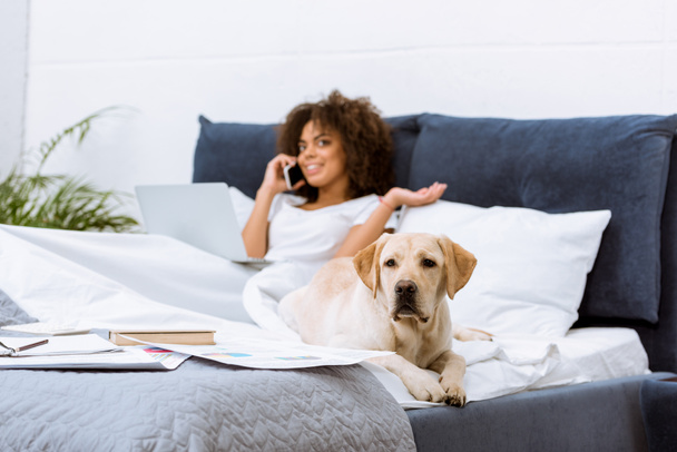 labrador dog lying on bed while woman working with laptop and talking by phone at home - Foto, Bild