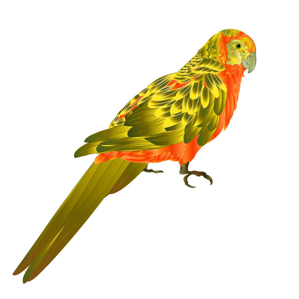 Güneş Conure papağan tropikal egzotik kuş bir beyaz arka plan vektör çizim düzenlenebilir elde çizmek - Vektör, Görsel