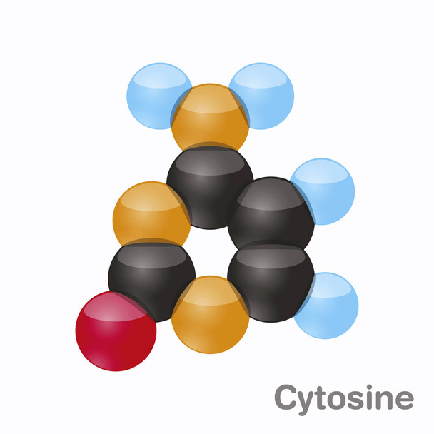 Cytozyna, C. pirymidyny badanie cząsteczki. Baza w Dna. 3D wektor ilustracja na białym tle - Wektor, obraz