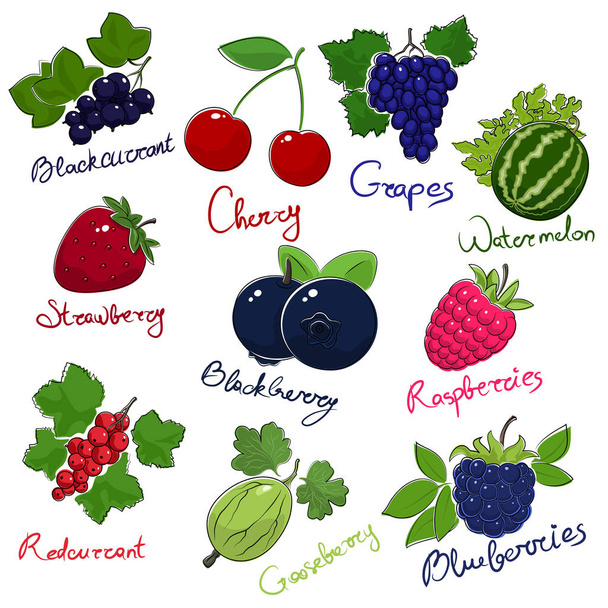 Summer Juicy Ripe Berries - Vector, Image