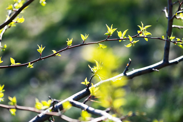 young foliage on twig. Spring - 写真・画像