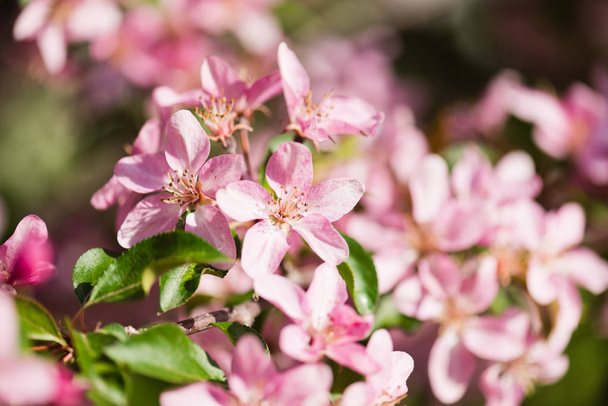A blooming branch of apple tree in spring - Fotografie, Obrázek