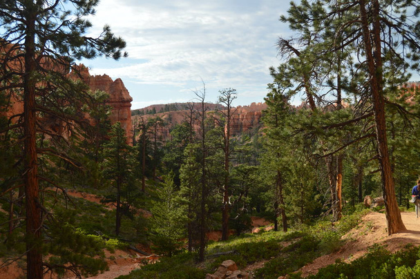 Leafy Forests Of Pines And Firs In Bryce Canyon Formations Of Hodes. Geology. Travel.Nature. June 25, 2017. Bryce Canyon. Utah. Arizona. USA EEUU. - Photo, Image