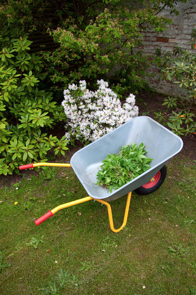 Колесница на траве в саду с листьями
 - Фото, изображение