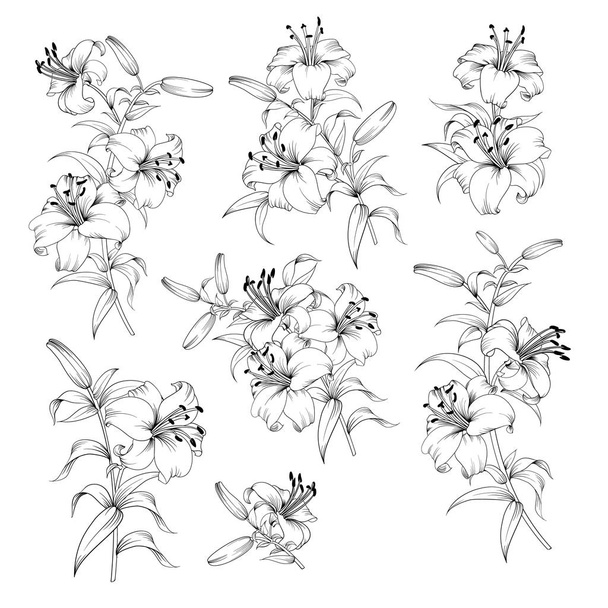 Collection of lily flowers. - Vector, Image