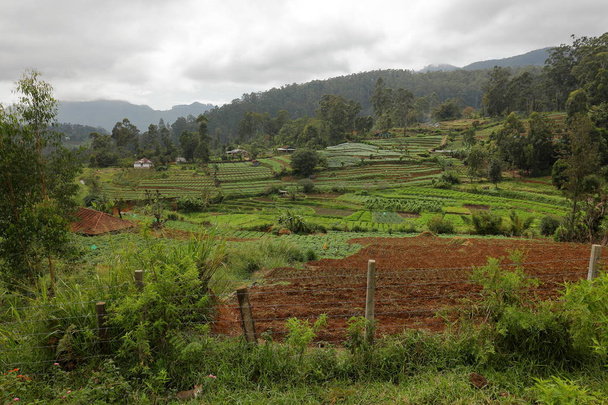 Agricultura e campos em Sri Lanka
 - Foto, Imagem
