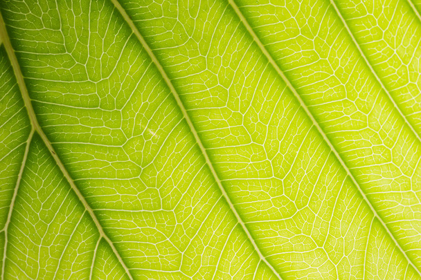 The Green leaf background for green environment - Photo, Image