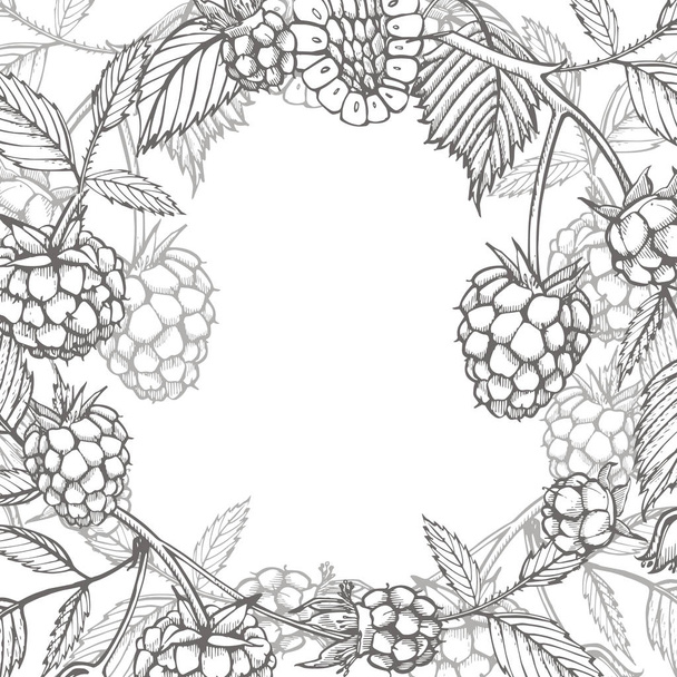 Hand drawn raspberry. Retro sketch style vector illustration. Perfect for invitation, wedding or greeting cards. - Wektor, obraz