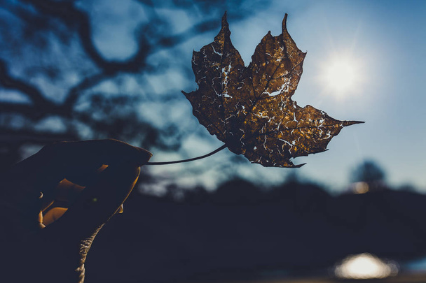 photo of female hand holding autumn leaf on blue sky background - Zdjęcie, obraz