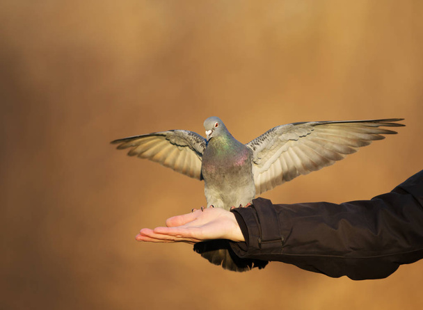 Pombo feral alimentado a partir da mão
 - Foto, Imagem