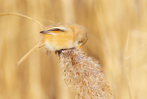 Seins barbus femelle se nourrissant de graines
 - Photo, image