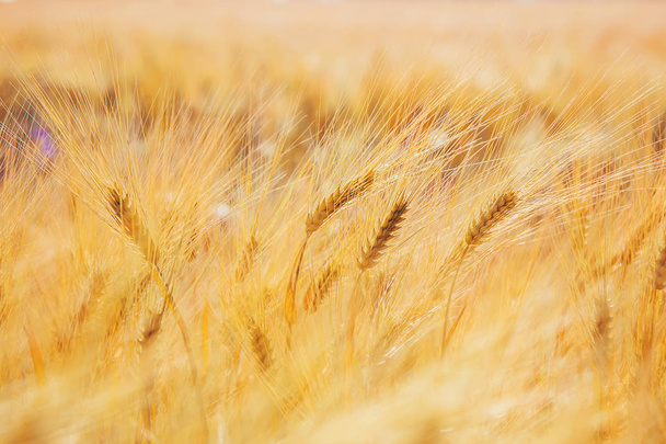 Buğday alan. Seçici odak. - Fotoğraf, Görsel
