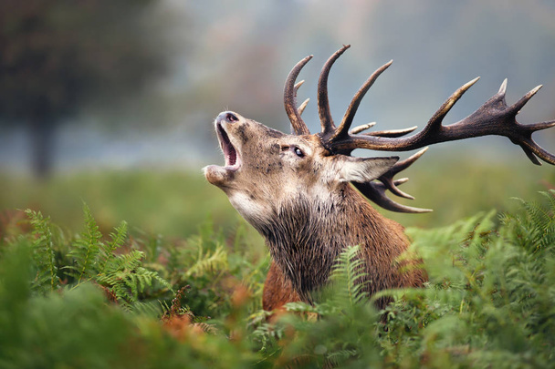 Close-up of a Red deer roaring - Photo, Image