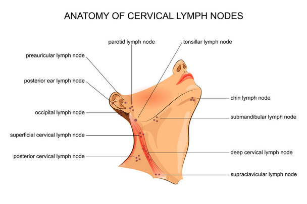 Anatomie van de cervicale lymfeklieren - Vector, afbeelding