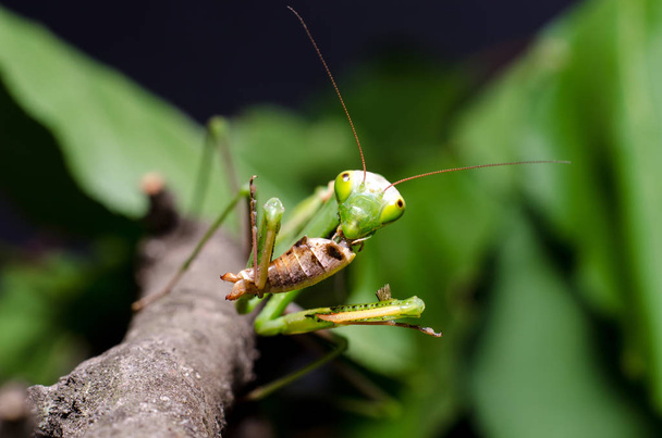 Mantis religiosa comiendo saltamontes
 - Foto, Imagen
