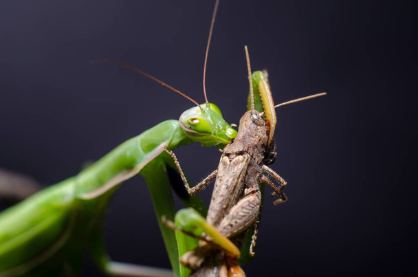 Mantis bileğinde yeme çekirge - Fotoğraf, Görsel
