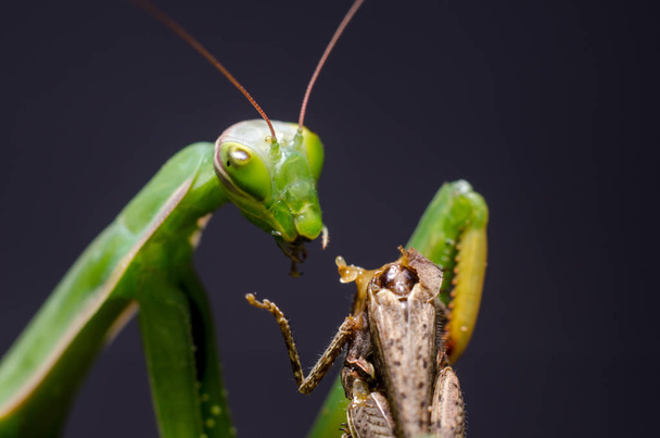 Mantis religiosa eating grasshopper - Photo, Image