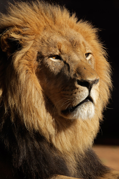 büyük erkek Afrika aslanı - Fotoğraf, Görsel