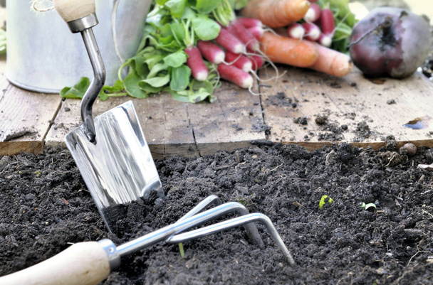Ferramentas de jardinagem e legumes
 - Foto, Imagem