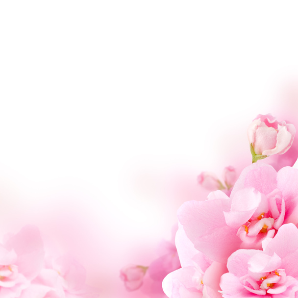 Blossom - pink flower, floral background - Photo, Image